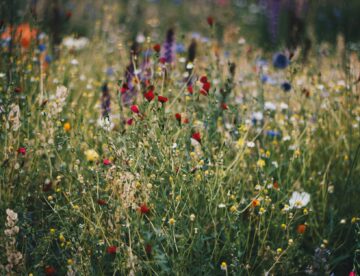 blue white and red poppy flower field