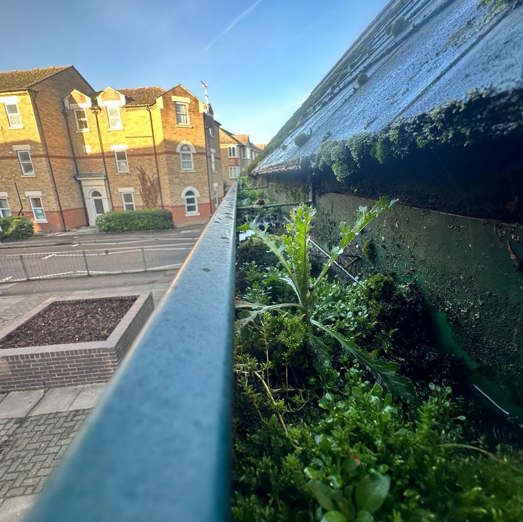 Gutter Cleaning